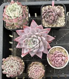 2026年最新】ミックスベリア ウエディングベルの人気アイテム - メルカリ