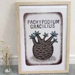 2026年最新】塊根植物 ポスターの人気アイテム - メルカリ