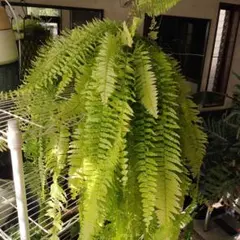 2026年最新】ネフロレピス ハッピーマーブルの人気アイテム - メルカリ