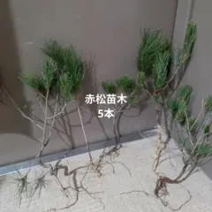 2026年最新】赤松 盆栽の人気アイテム - メルカリ