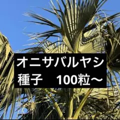 2026年最新】サバルヤシの人気アイテム - メルカリ