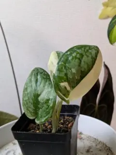 2026年最新】スキンダプサス ブラックの人気アイテム - メルカリ