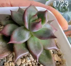 2026年最新】リンゼアナ 中里の人気アイテム - メルカリ