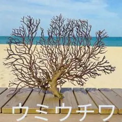 2026年最新】ウミウチワの人気アイテム - メルカリ