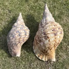 2026年最新】ほらがいの人気アイテム - メルカリ