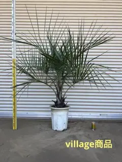 2026年最新】ココスヤシ シルバーリーフの人気アイテム - メルカリ