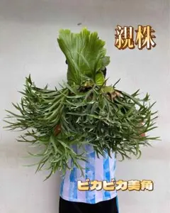 2026年最新】Kitshakood thinの人気アイテム - メルカリ