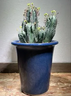 2026年最新】ユーフォルビア バリダの人気アイテム - メルカリ