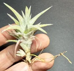 2026年最新】バンハイニンギーの人気アイテム - メルカリ