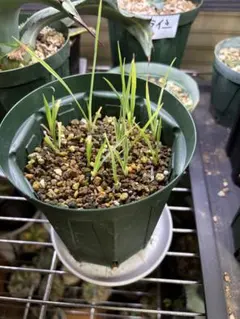 2026年最新】ロストラータの人気アイテム - メルカリ