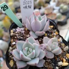 2026年最新】毒リンゴ 多肉の人気アイテム - メルカリ