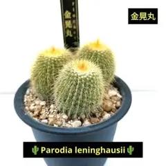 2026年最新】金鯱 種の人気アイテム - メルカリ