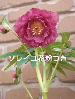 2026年最新】広瀬 ソレイユの人気アイテム - メルカリ