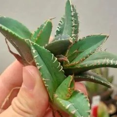 2026年最新】アガベ星空の人気アイテム - メルカリ