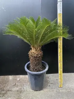 2026年最新】ソテツの人気アイテム - メルカリ