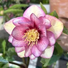 2026年最新】プリマベーラ クリスマスローズの人気アイテム - メルカリ