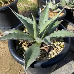 2026年最新】アガベ モンタナの人気アイテム - メルカリ