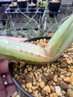 2026年最新】アロエ バンバレニーの人気アイテム - メルカリ