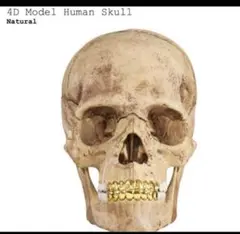 2026年最新】Supreme 4D Model Human Skullの人気アイテム - メルカリ