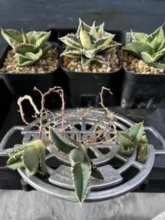 2026年最新】皇冠 アガベの人気アイテム - メルカリ