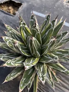 2026年最新】極氷山 アガベの人気アイテム - メルカリ