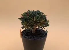 2026年最新】ギラウミニアナ 実生の人気アイテム - メルカリ