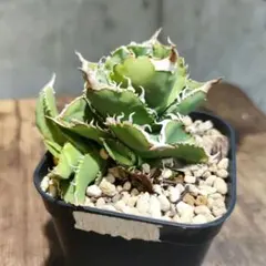 2026年最新】麻花龍の人気アイテム - メルカリ