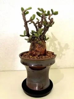 2026年最新】ケラリアピグマエアの人気アイテム - メルカリ