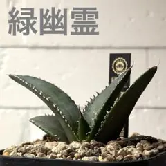 2026年最新】アガベグリーンゴーストの人気アイテム - メルカリ