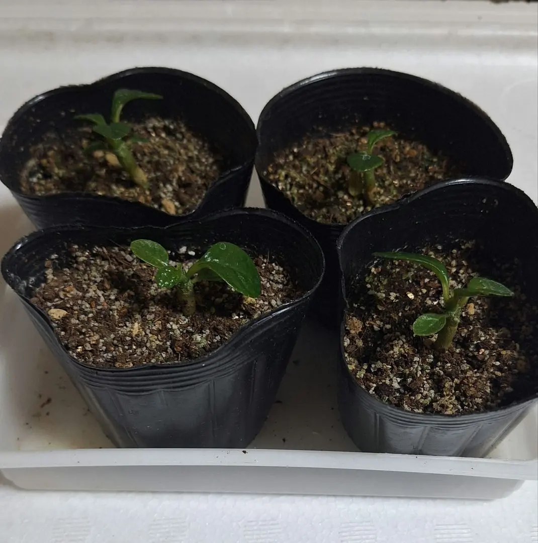 2026年最新】ドルステニアギガスの人気アイテム - メルカリ