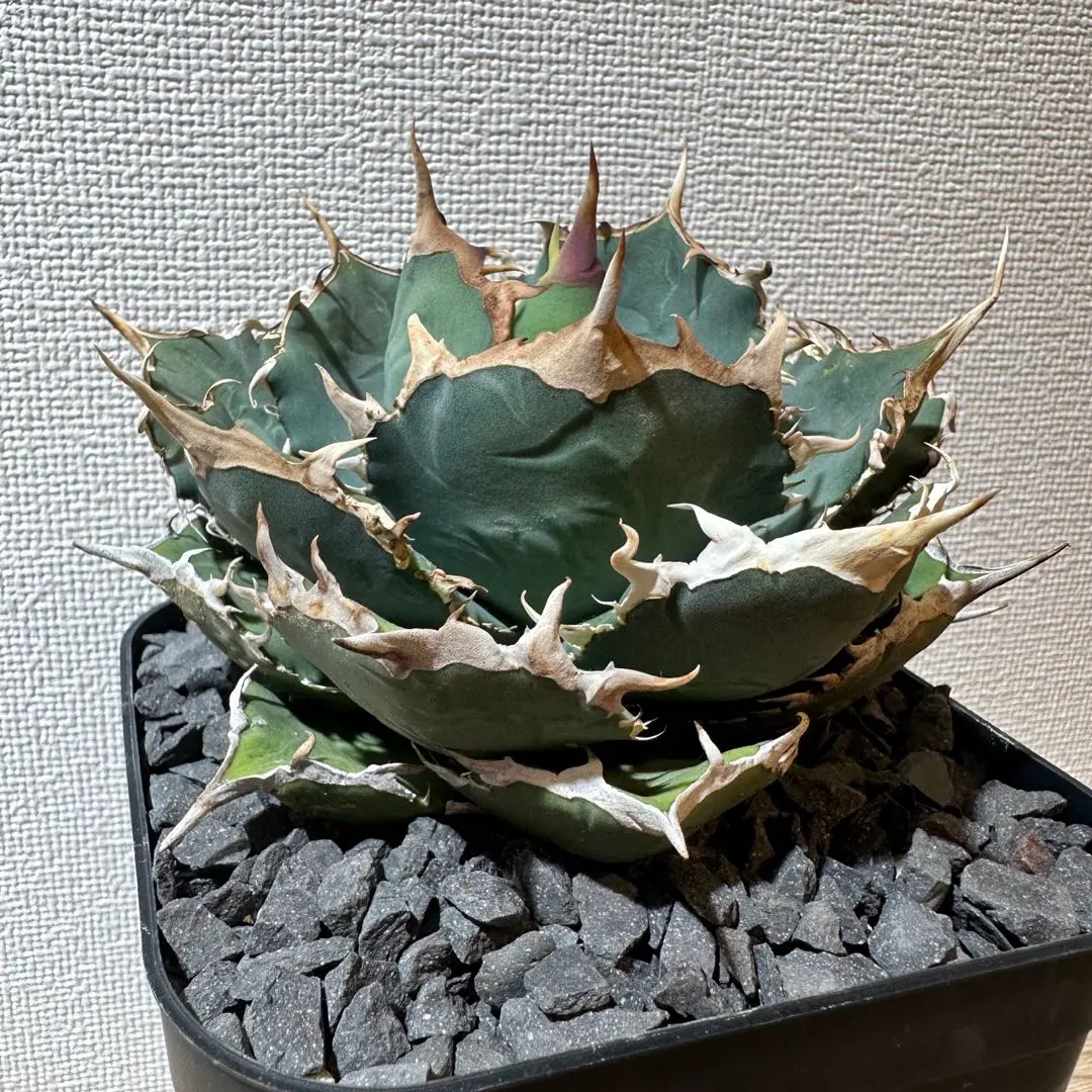 2026年最新】ホワイトホーク アガベの人気アイテム - メルカリ