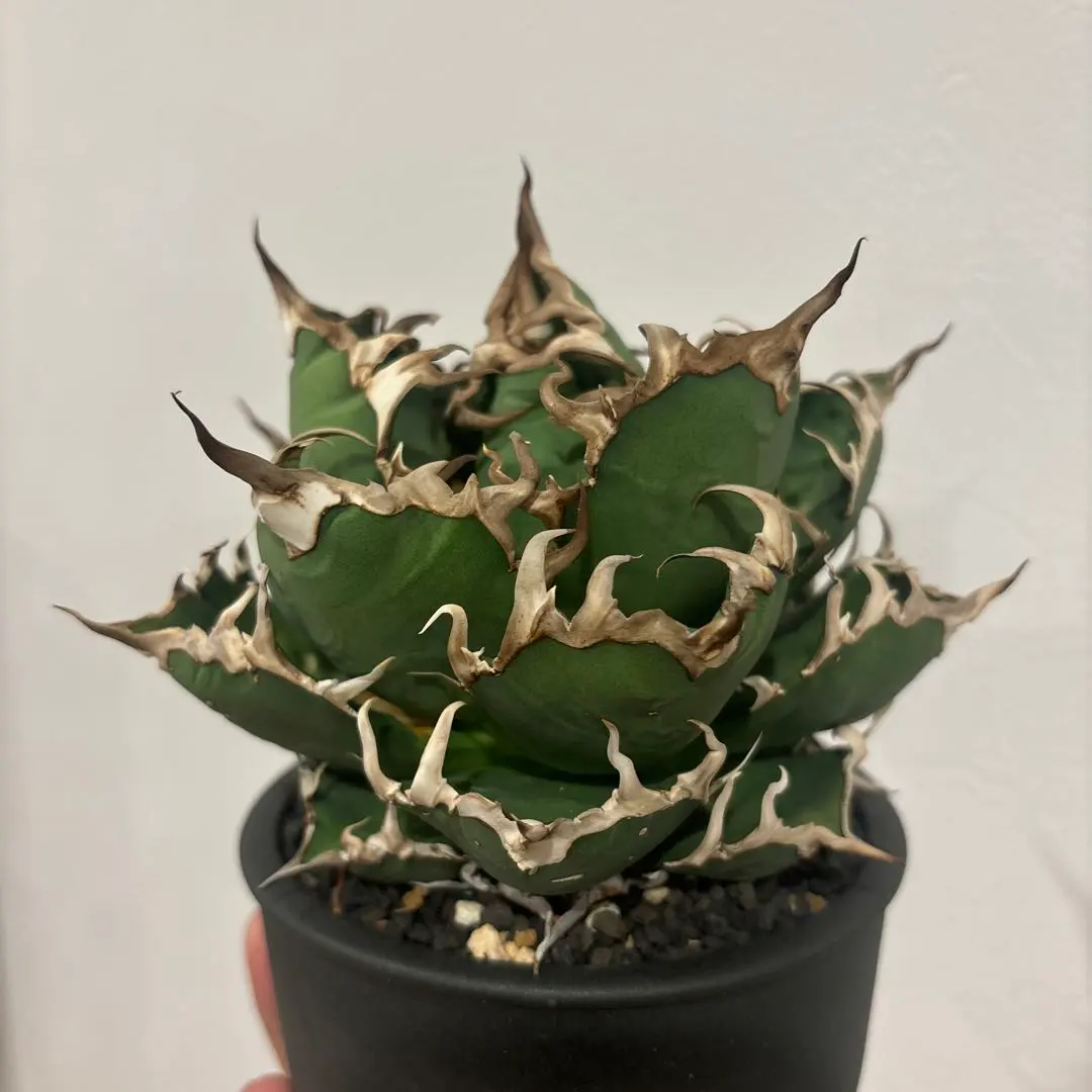 2026年最新】アガベ シーザー lizeの人気アイテム - メルカリ