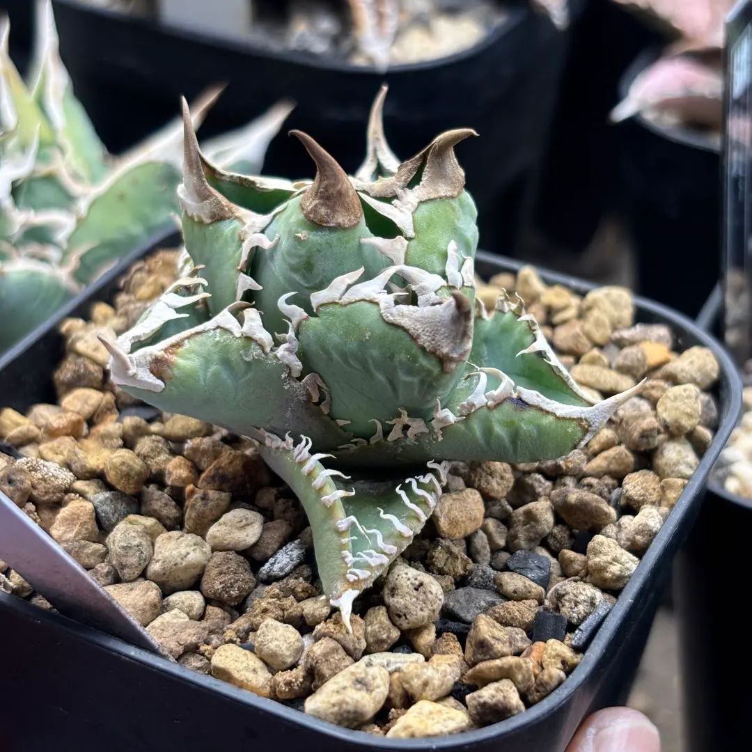 2026年最新】CJSpecialの人気アイテム - メルカリ