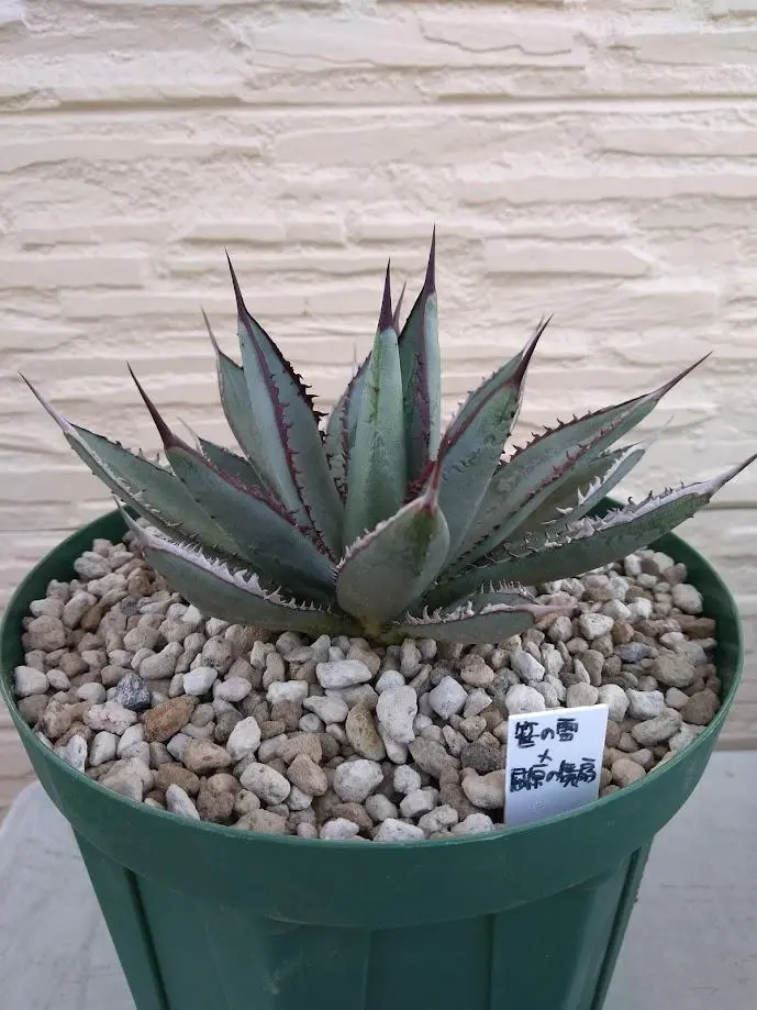 2026年最新】笹の雪 ハイブリッドの人気アイテム - メルカリ