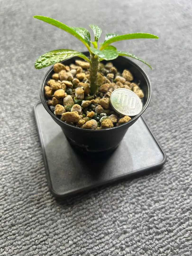 2026年最新】ドルステニア ギガス 種子の人気アイテム - メルカリ