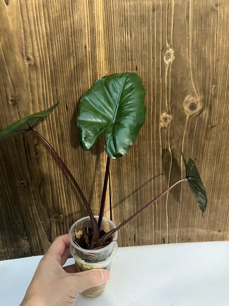 2026年最新】ユカタンプリンセスの人気アイテム - メルカリ