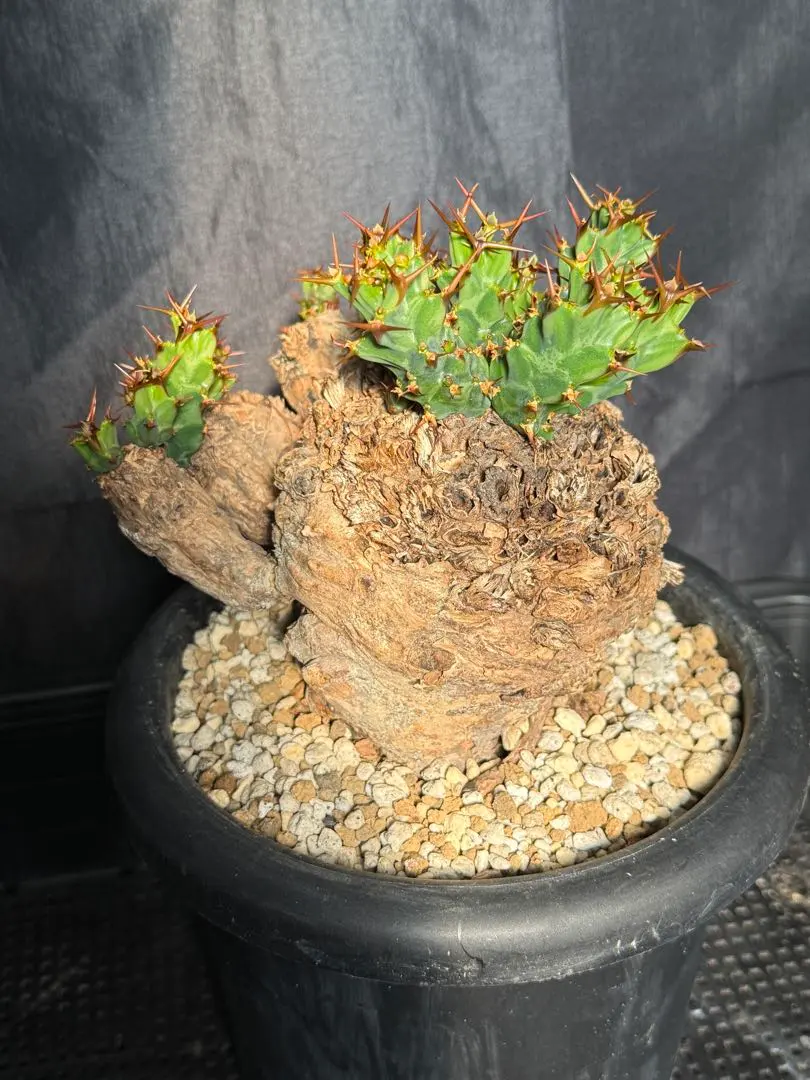 2026年最新】ユーフォルビア クラビゲラの人気アイテム - メルカリ