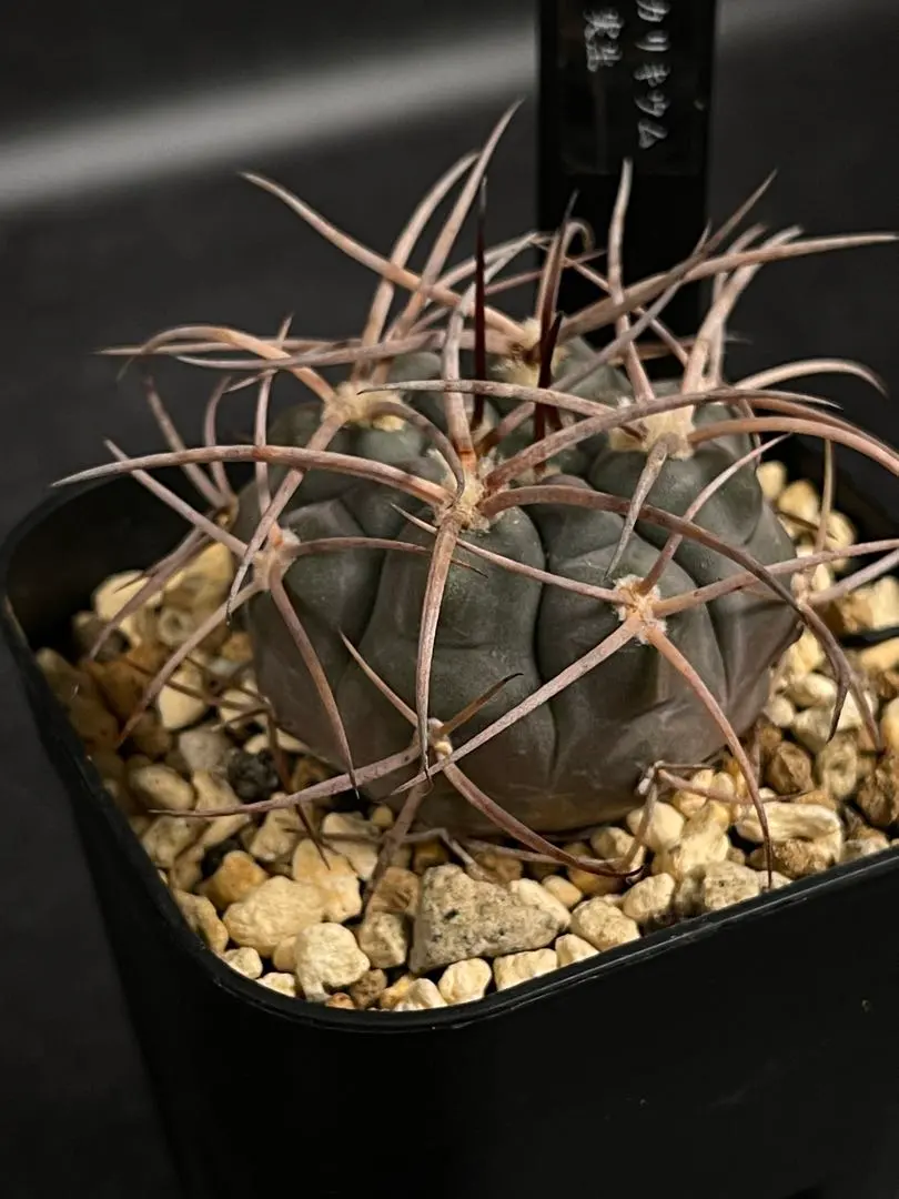 2026年最新】守金魔天竜の人気アイテム - メルカリ