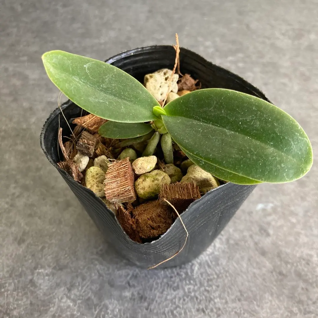 2026年最新】ナゴラン 名護蘭の人気アイテム - メルカリ