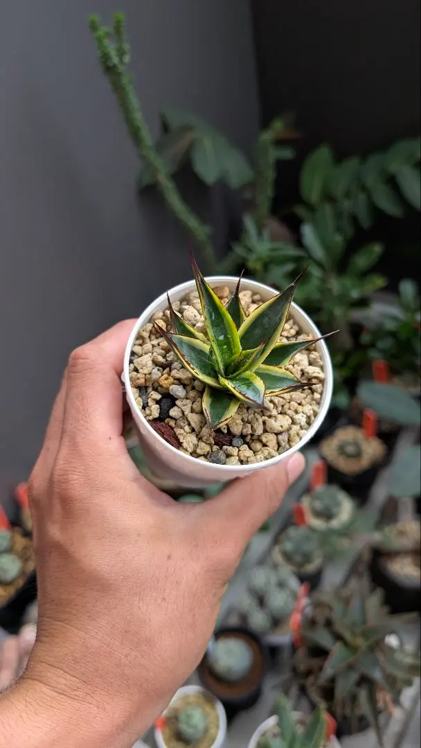 2026年最新】サングロー アガベの人気アイテム - メルカリ