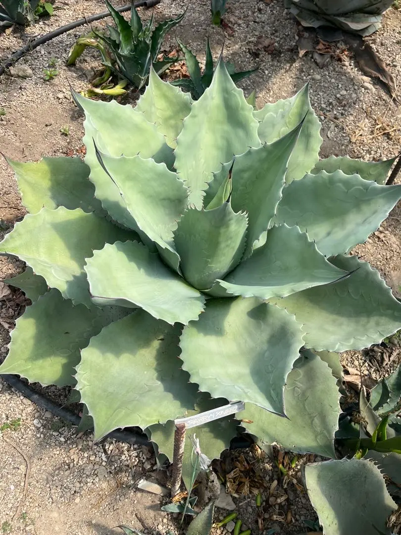 2026年最新】オバティフォリア ハイブリッドの人気アイテム - メルカリ