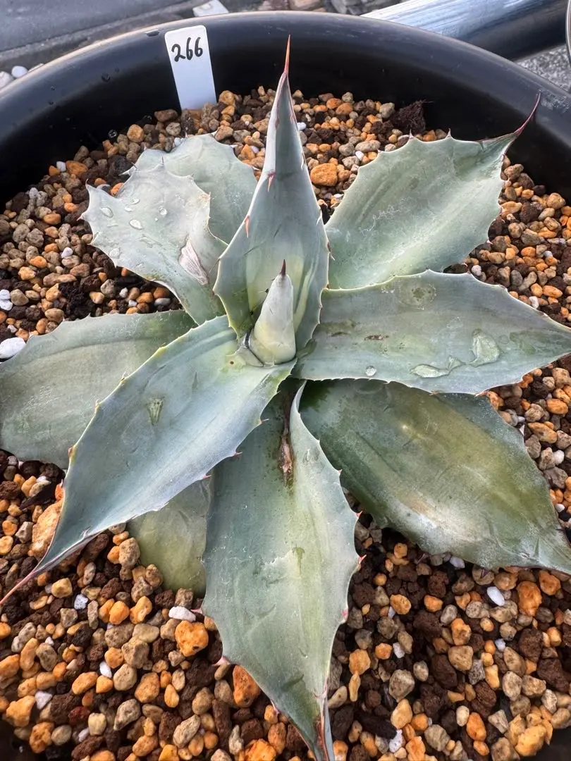 2026年最新】アガベアウェイクニングエンジェルの人気アイテム - メルカリ