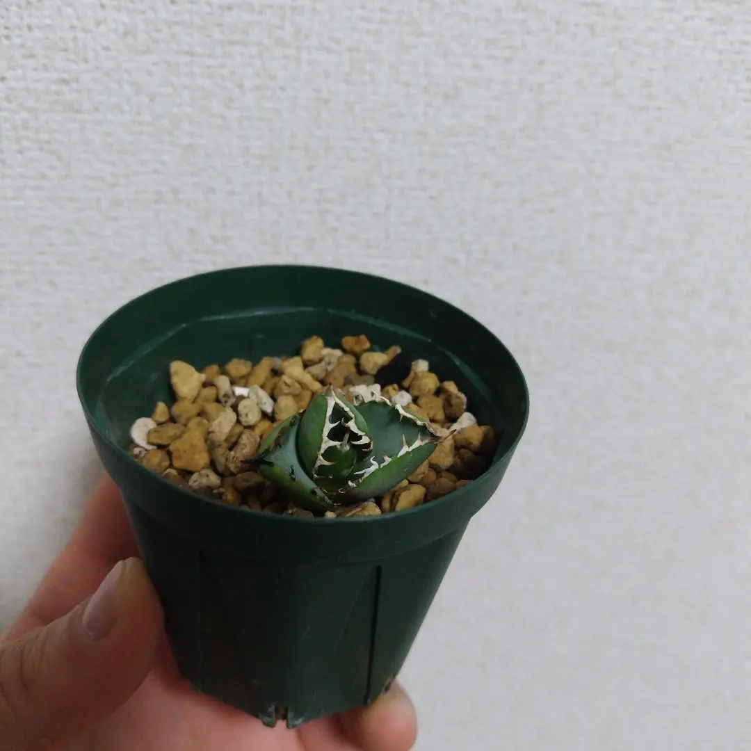 2026年最新】黒犀牛の人気アイテム - メルカリ