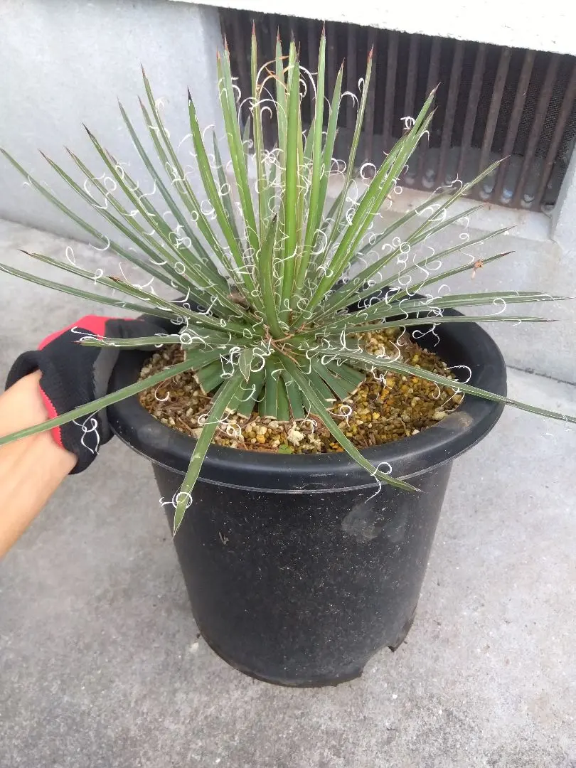 2026年最新】アガベ滝の白糸の人気アイテム - メルカリ