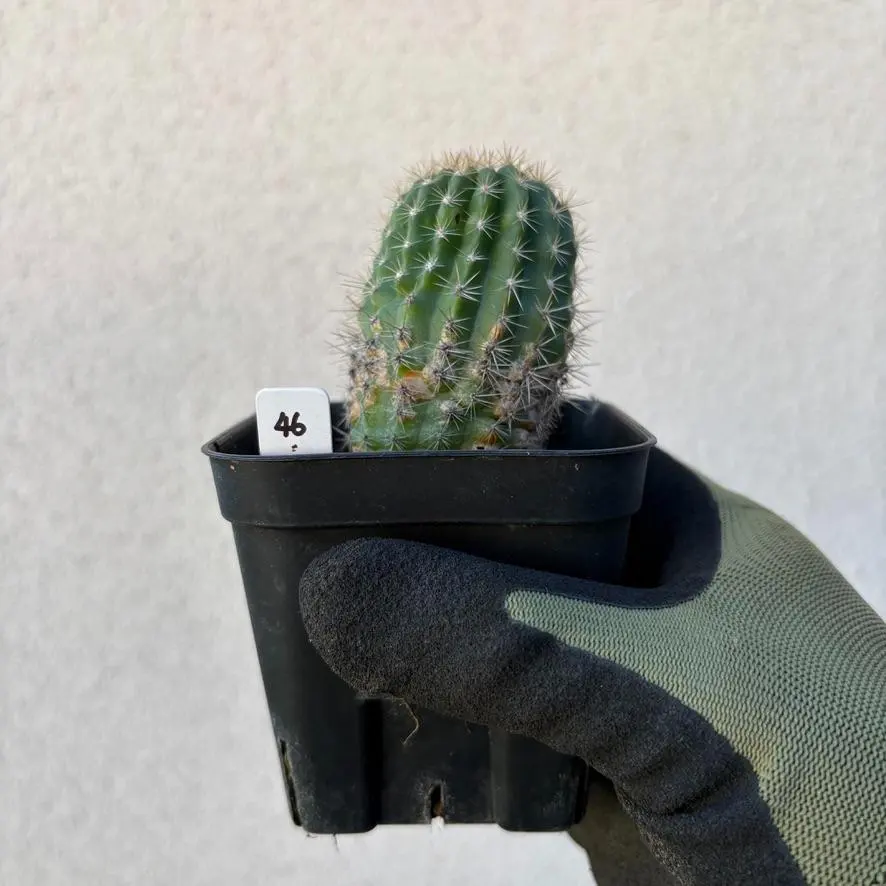 2026年最新】パチャノイの人気アイテム - メルカリ