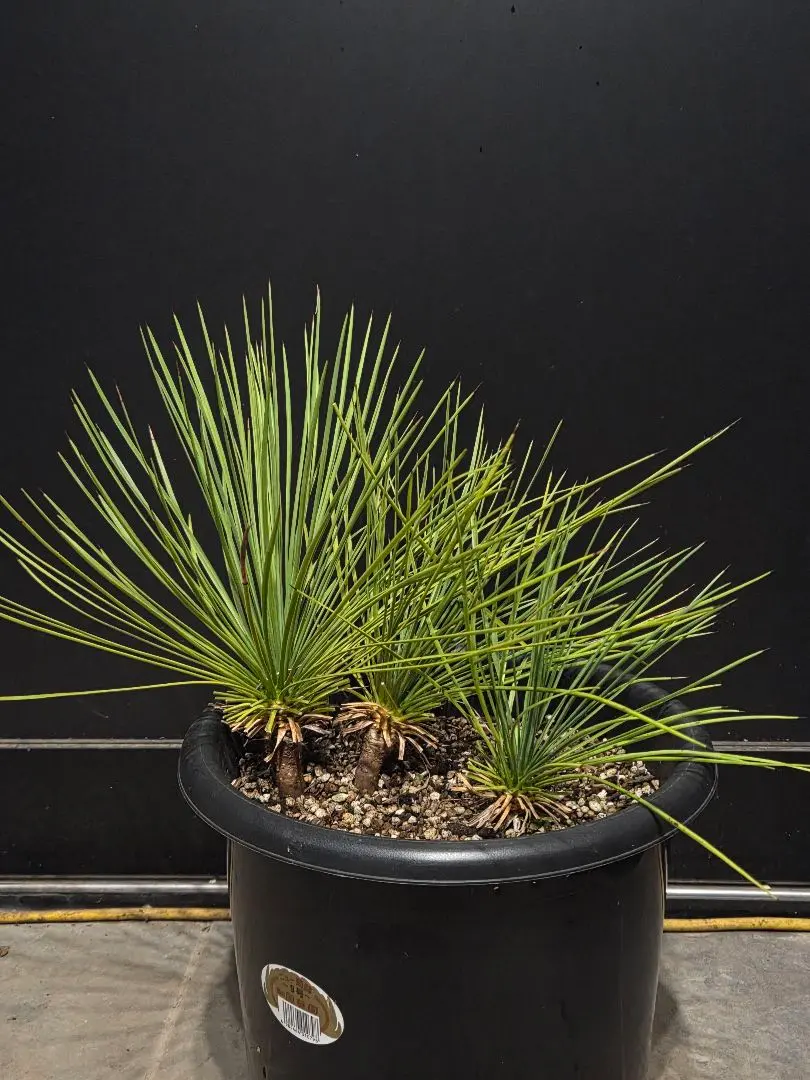 m12072956739_1.jpg?1762863617