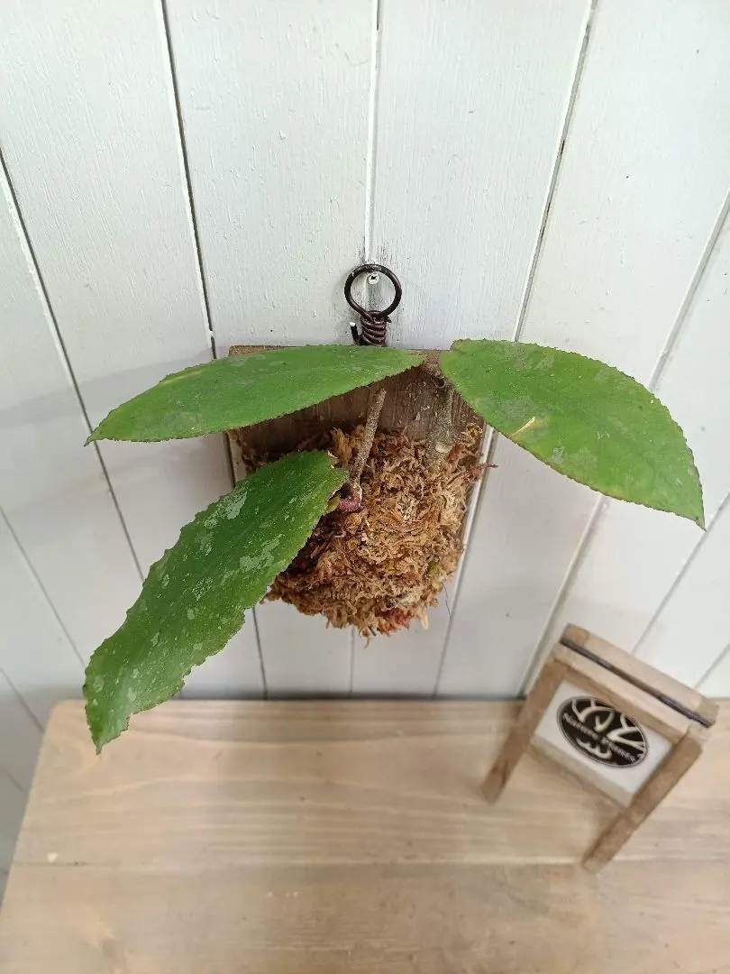 2026年最新】ホヤ ウンデュラータの人気アイテム - メルカリ