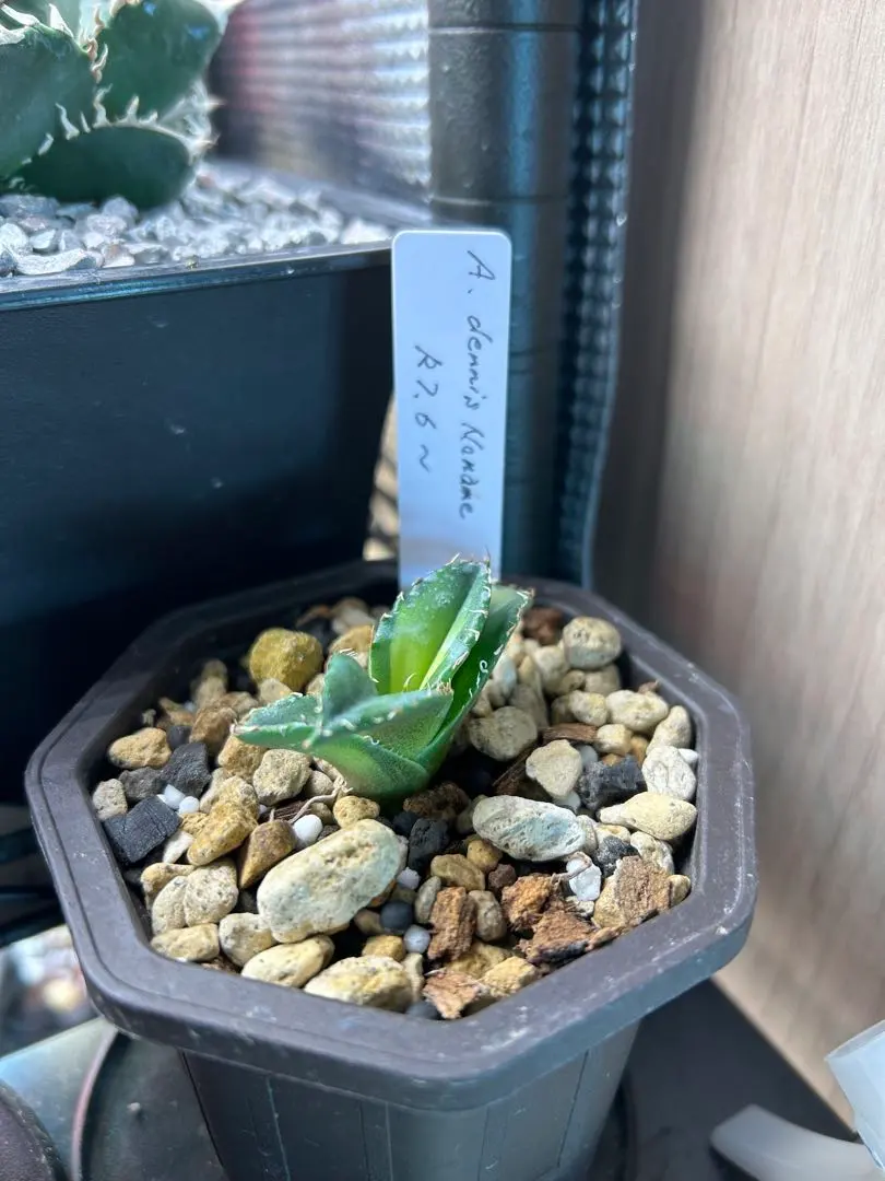 2026年最新】agave dennisの人気アイテム - メルカリ