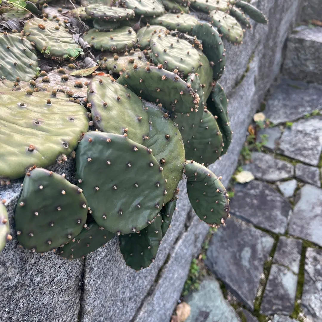 2026年最新】オプンチア フミフサの人気アイテム - メルカリ