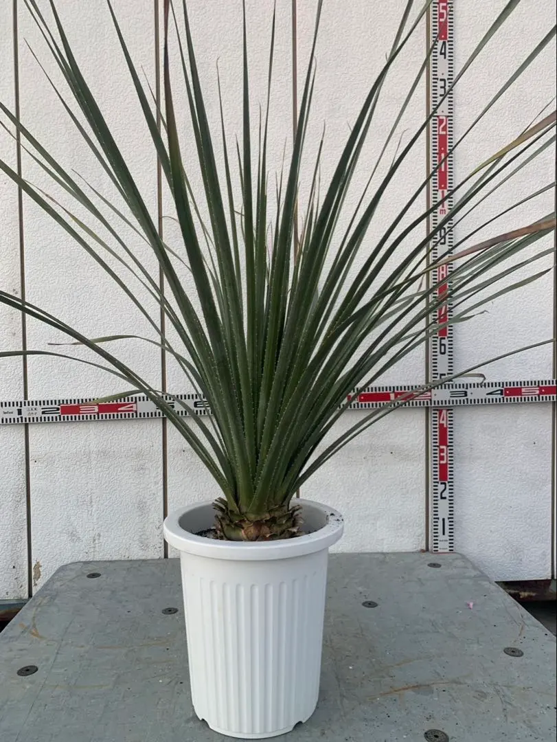 2026年最新】ダシリリオンの人気アイテム - メルカリ